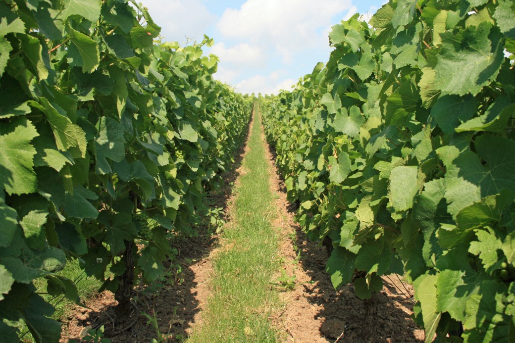 champagne-christophe-michel-enherbement