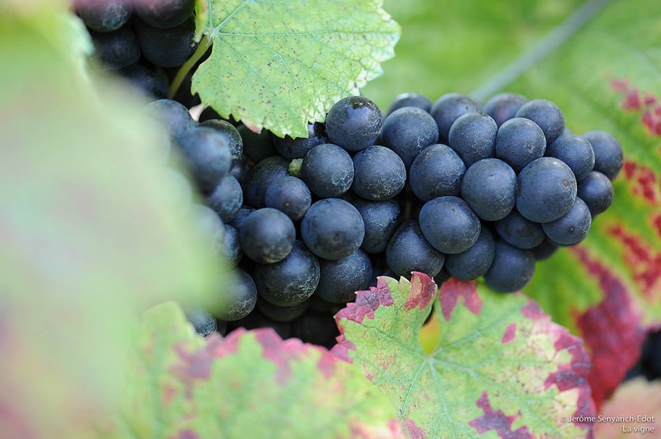 champagne-christophe-michel-raisin-3